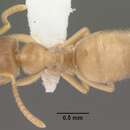 Image of Lasius sitiens Wilson 1955