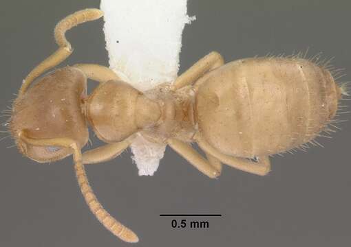 Image de Lasius sitiens Wilson 1955