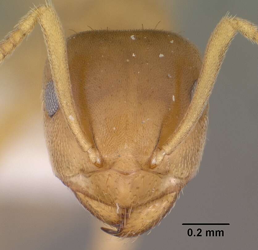 Image de Lasius sitiens Wilson 1955