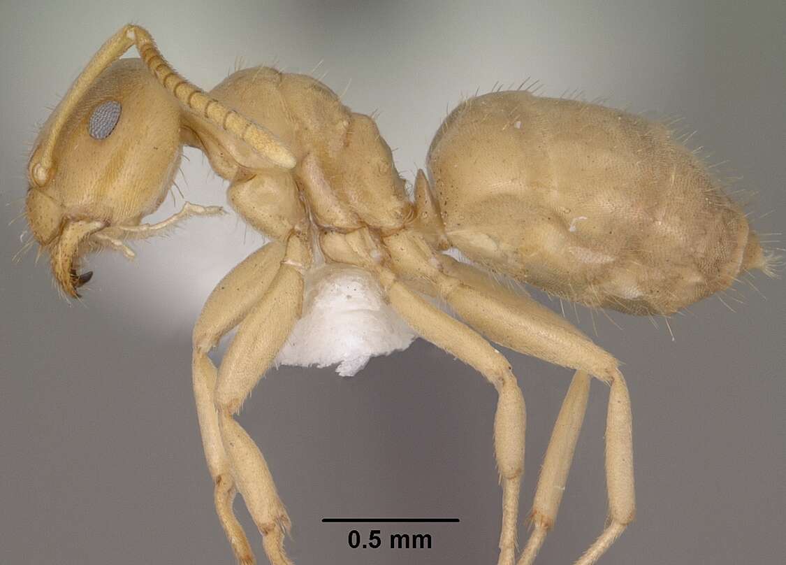 Image de Lasius sitiens Wilson 1955