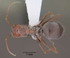 Image of Myrmecocystus depilis Forel 1901