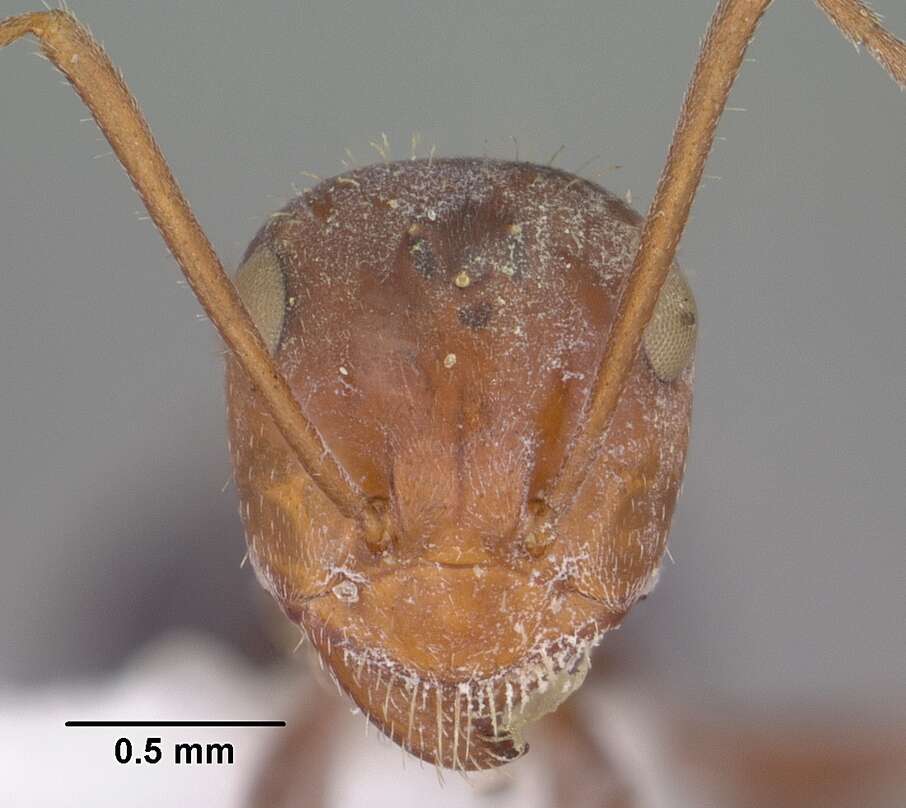 Image of Myrmecocystus depilis Forel 1901