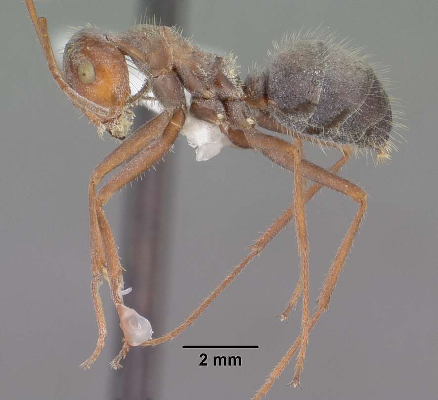 Image of Myrmecocystus depilis Forel 1901