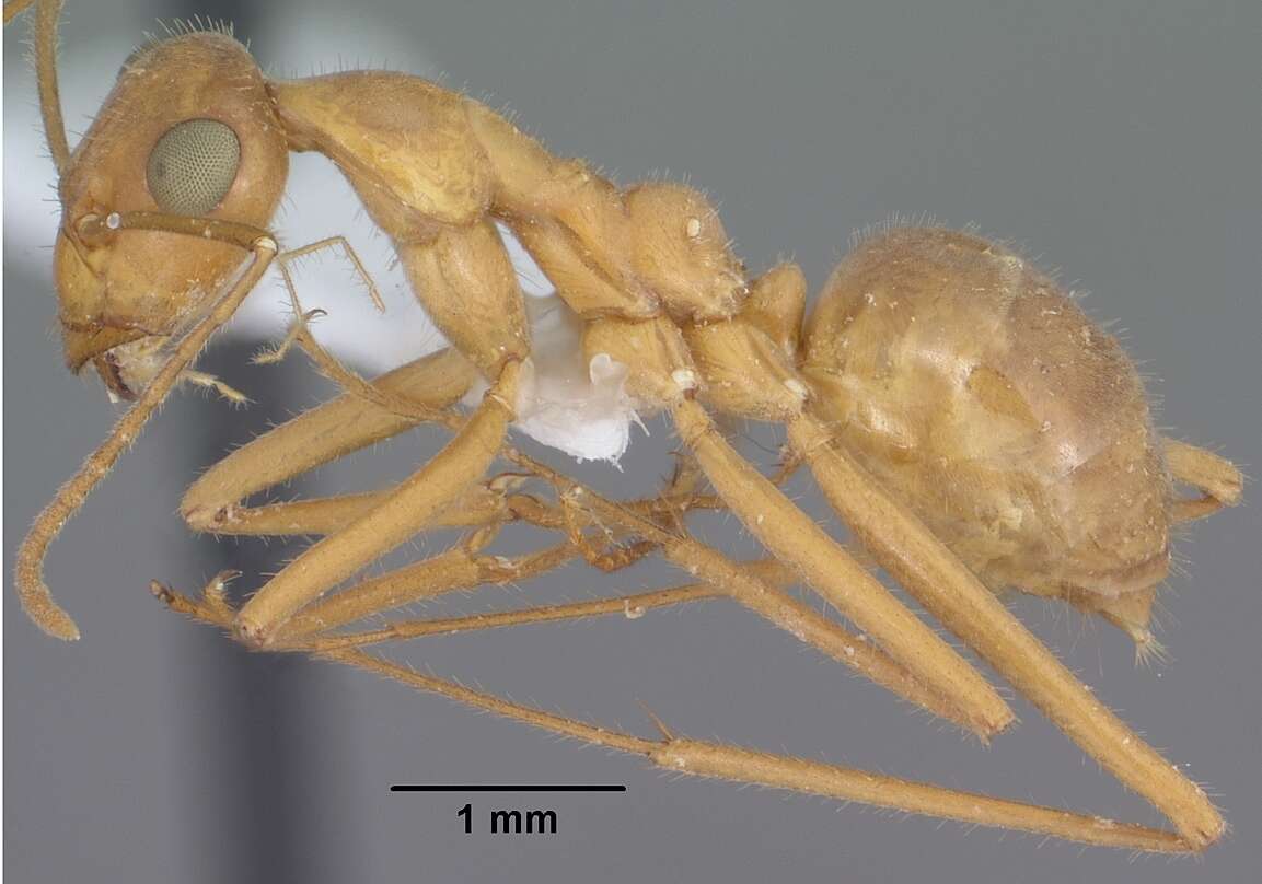 Image of Myrmecocystus mexicanus Wesmael 1838