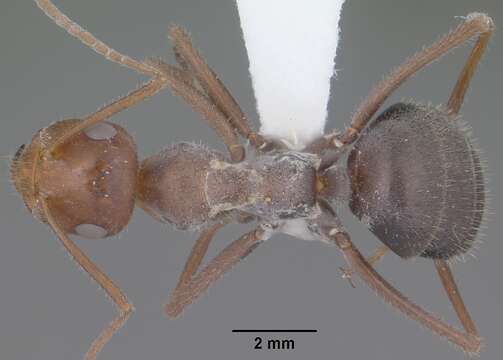 Image of Myrmecocystus mimicus Wheeler 1908