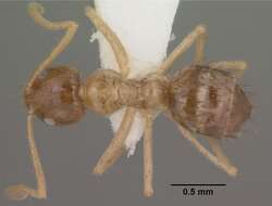 Image of Nylanderia terricola