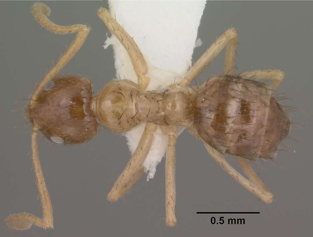 Image of Nylanderia terricola