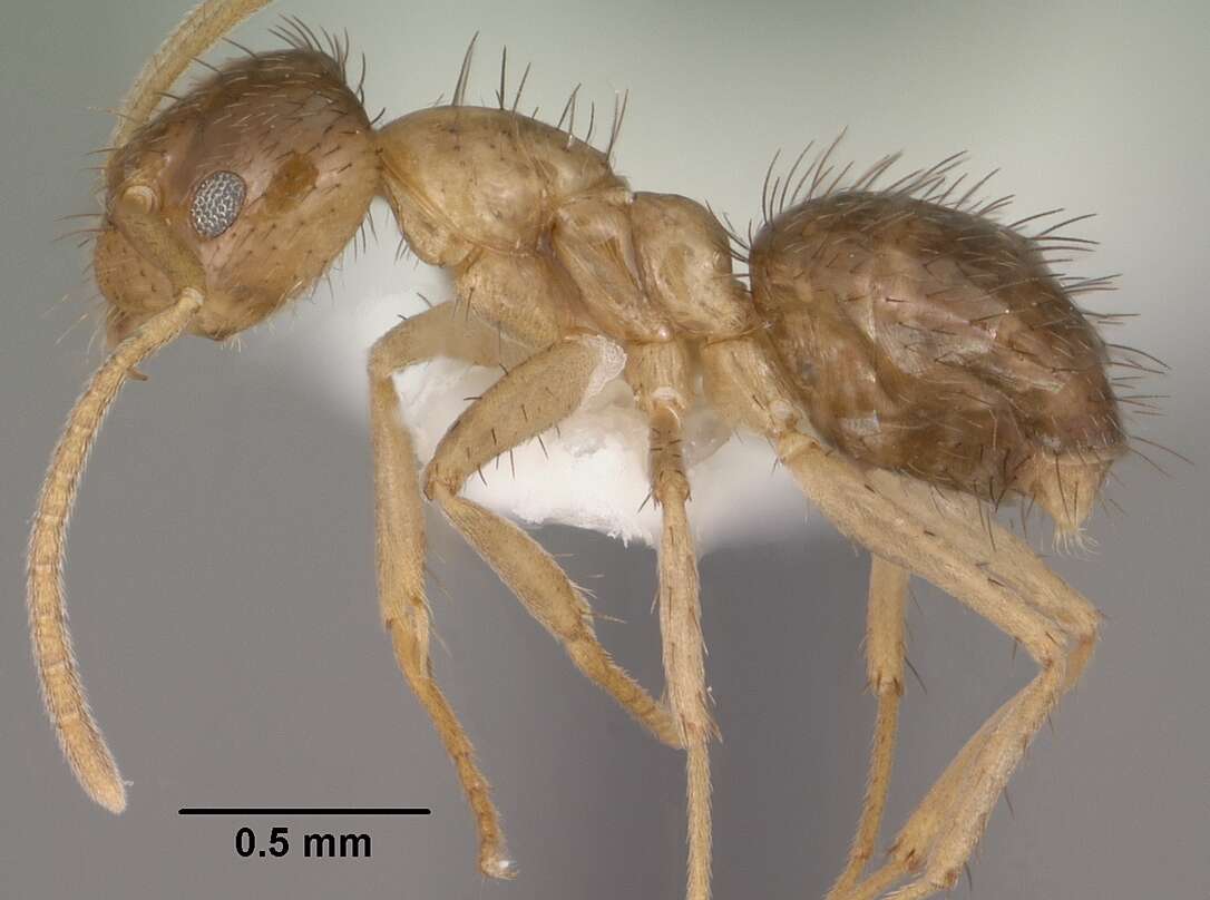 Image of Nylanderia terricola