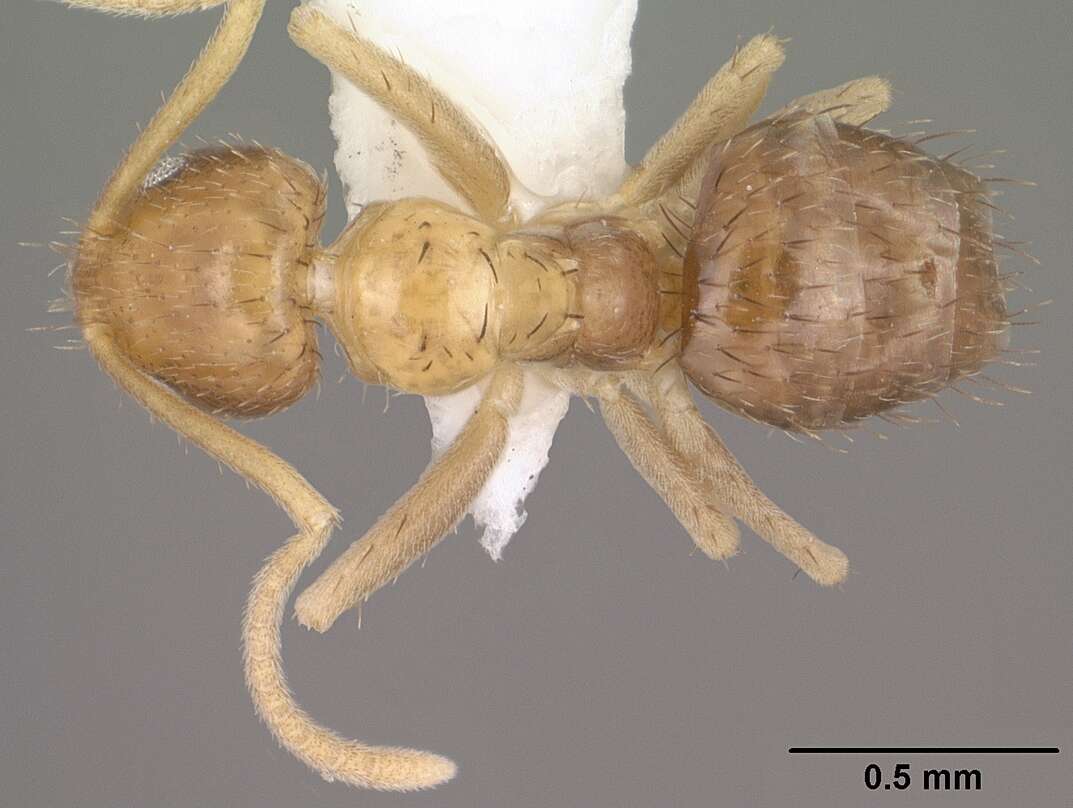 Image of Nylanderia terricola