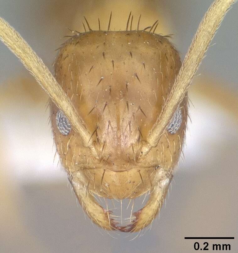 Image of Nylanderia terricola