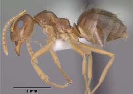 Image of False Honey Ants