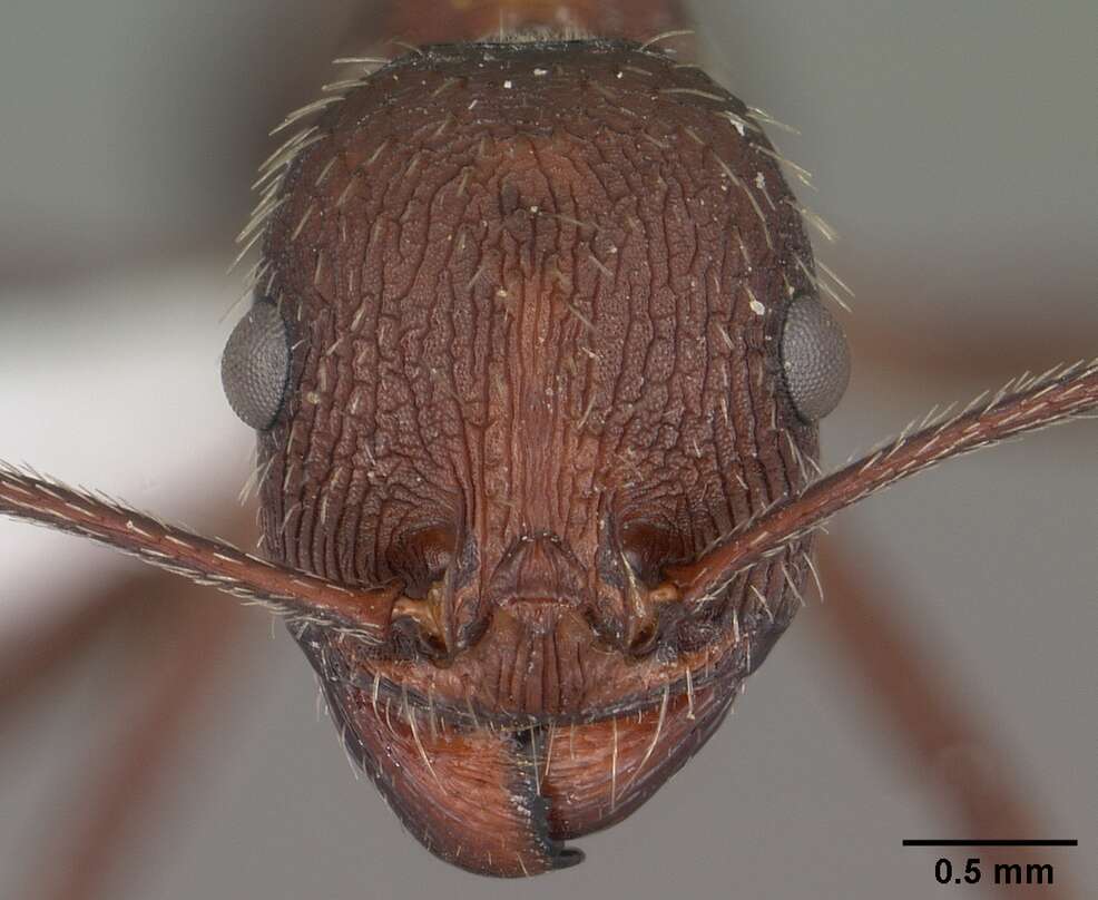 Image of <i>Novomessor albisetosus</i>