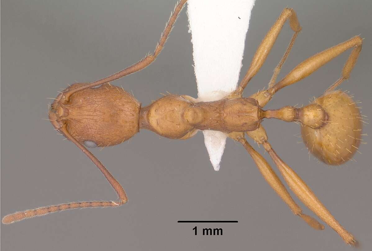 Image of Aphaenogaster huachucana Creighton 1934