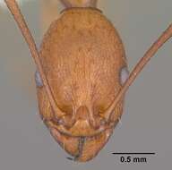 Image of Aphaenogaster huachucana Creighton 1934