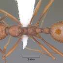 Image of Aphaenogaster punctaticeps MacKay 1989