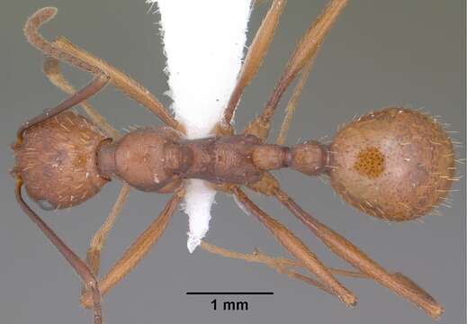 Aphaenogaster punctaticeps MacKay 1989的圖片