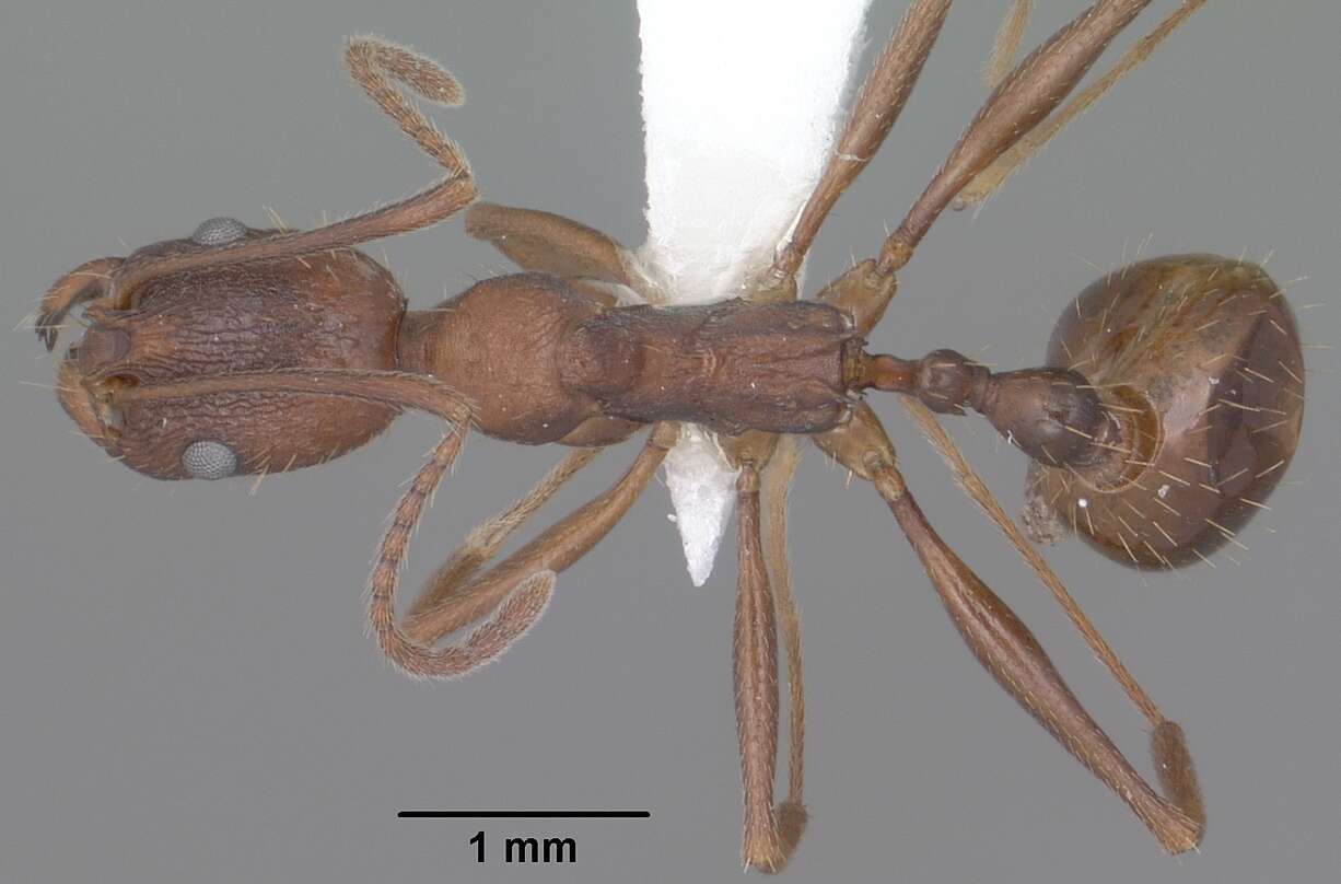 Image of Aphaenogaster texana Wheeler 1915
