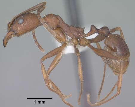 Image of Aphaenogaster texana Wheeler 1915