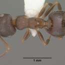 Слика од Crematogaster dentinodis Forel 1901