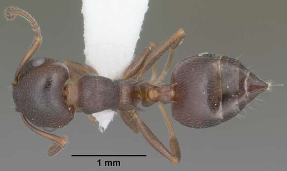 Image de Crematogaster isolata Buren 1968