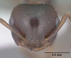 Слика од Crematogaster isolata Buren 1968