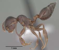 Слика од Crematogaster isolata Buren 1968