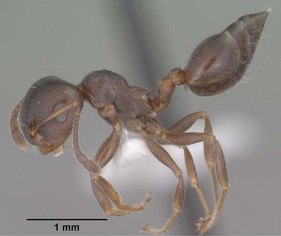 Слика од Crematogaster isolata Buren 1968