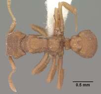 Image of Cyphomyrmex wheeleri Forel 1900