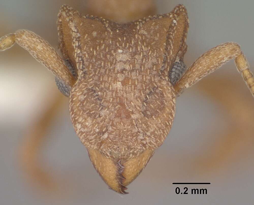 Image of Cyphomyrmex wheeleri Forel 1900