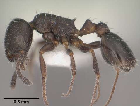 Image of Myrmicinae