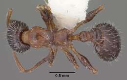 Image of <i>Temnothorax pergandei</i>