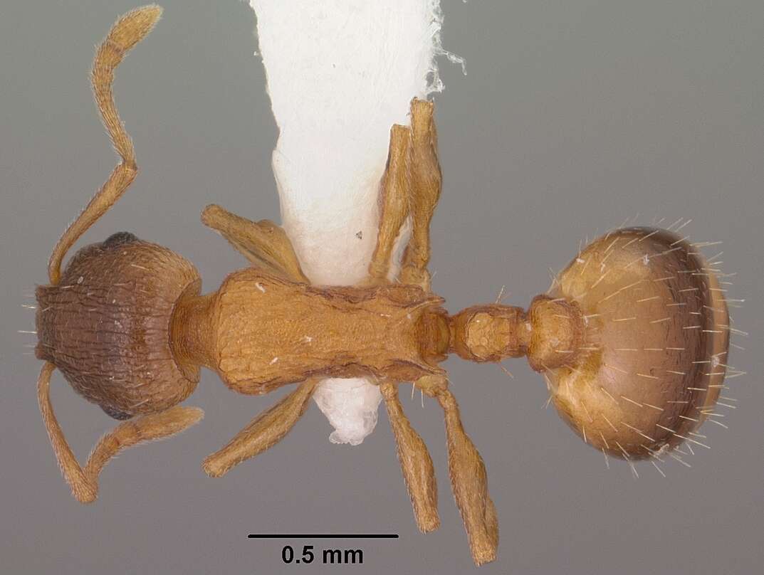 Image of Temnothorax rugatulus