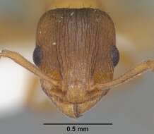 Image of Temnothorax rugatulus