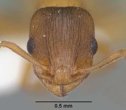 Image of Temnothorax rugatulus