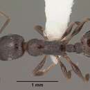 Image of <i>Temnothorax stenotyle</i>