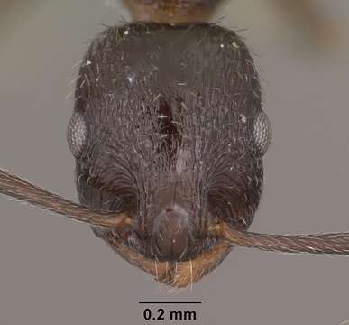 Image de <i>Temnothorax stenotyle</i>