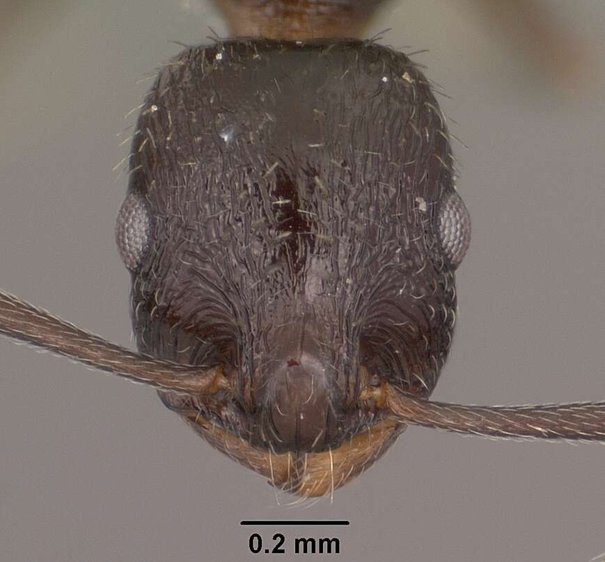 Image of <i>Temnothorax stenotyle</i>