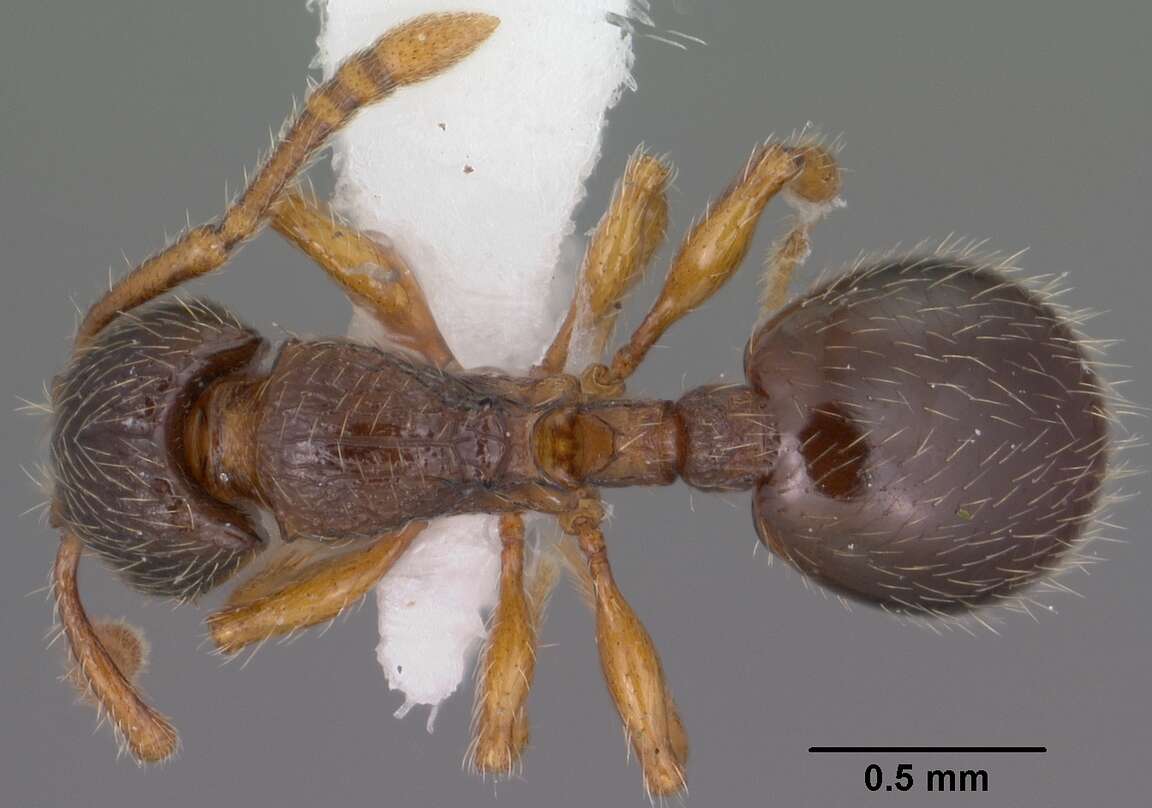 Image de Myrmecina