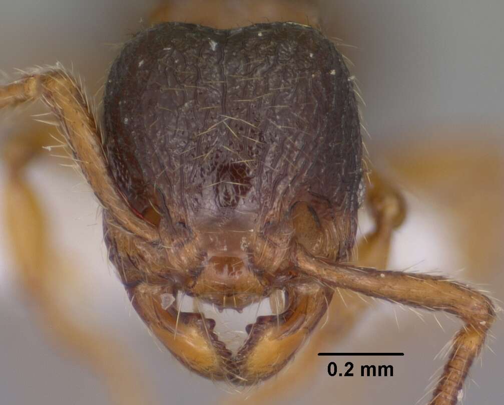 Image de Myrmecina