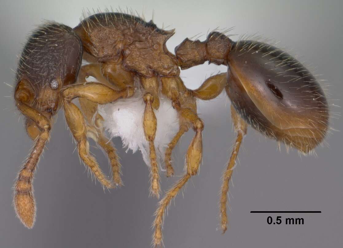 Image de Myrmecina