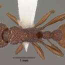 Image of Myrmica striolagaster Cole 1953