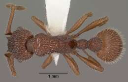 Image of Myrmica striolagaster Cole 1953