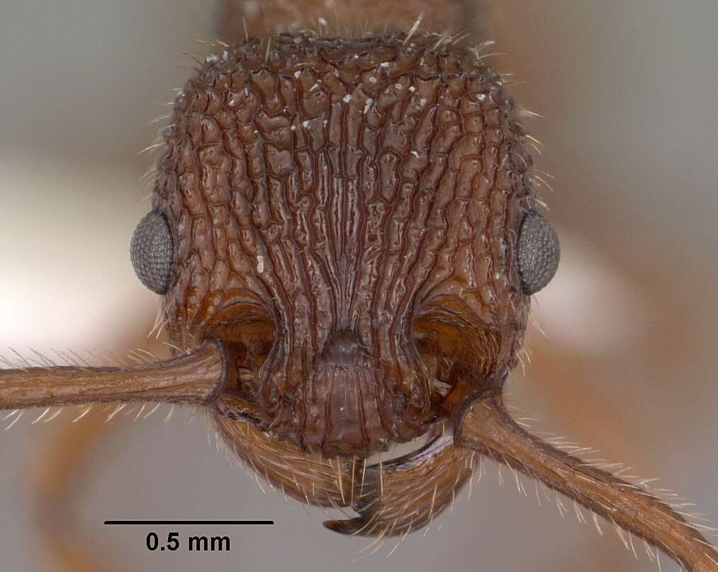 Image of Myrmica striolagaster Cole 1953