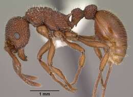 Image of Myrmica striolagaster Cole 1953