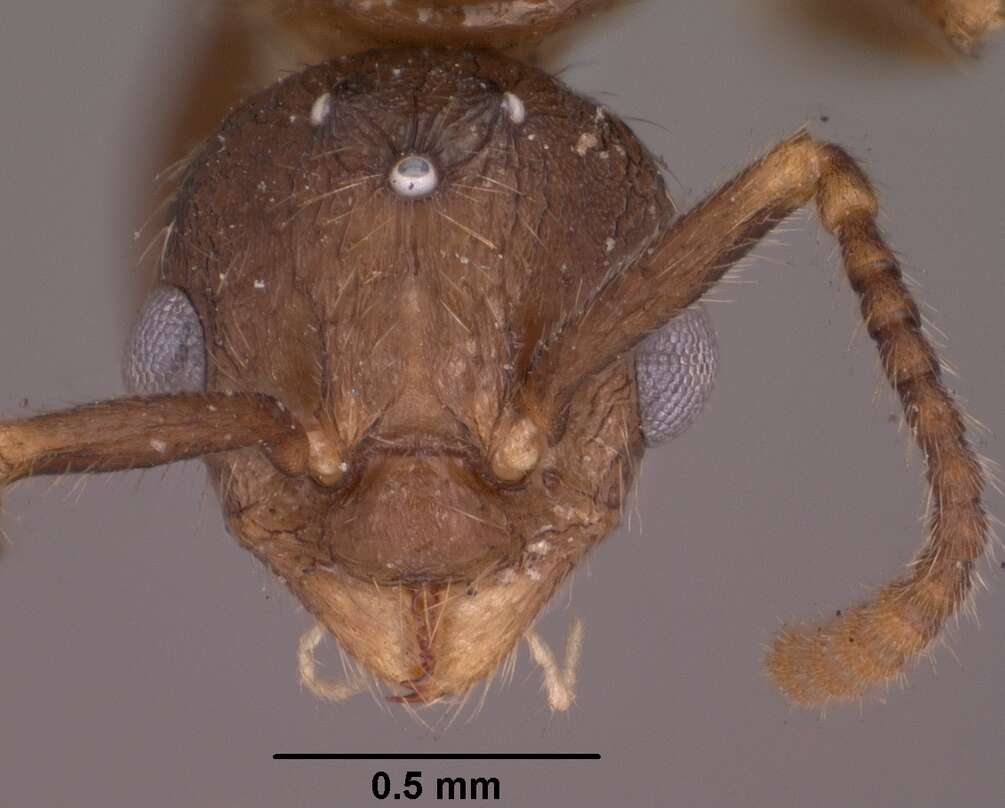 Plancia ëd Myrmica tahoensis Weber 1948