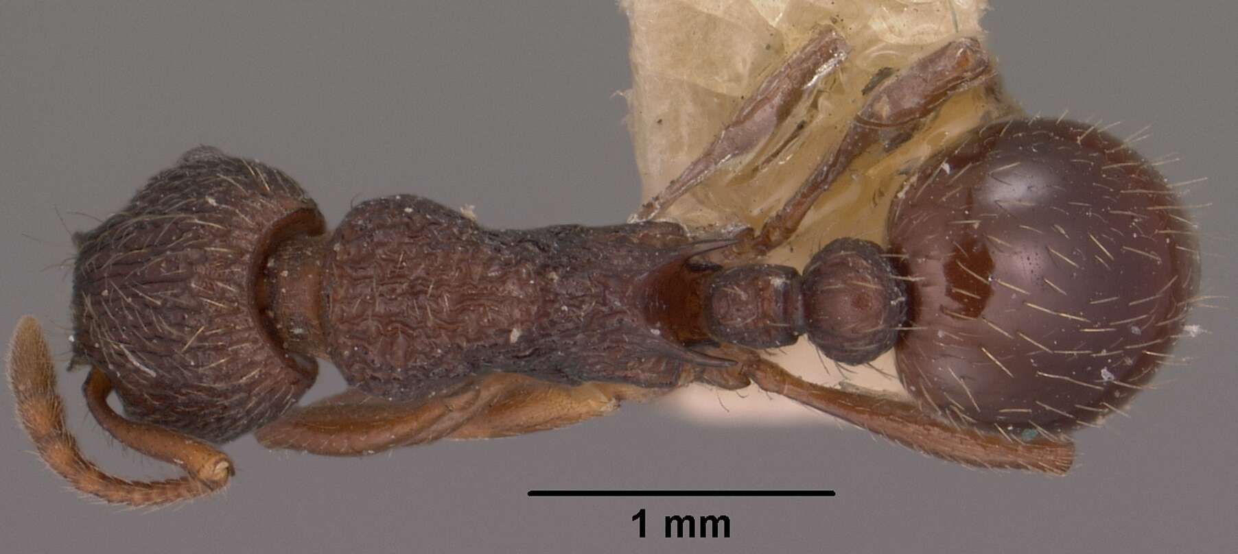 Plancia ëd Myrmica tahoensis Weber 1948