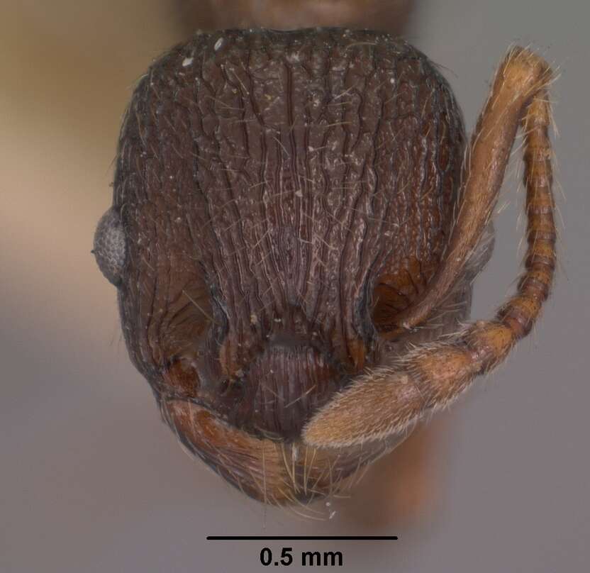 Plancia ëd Myrmica tahoensis Weber 1948