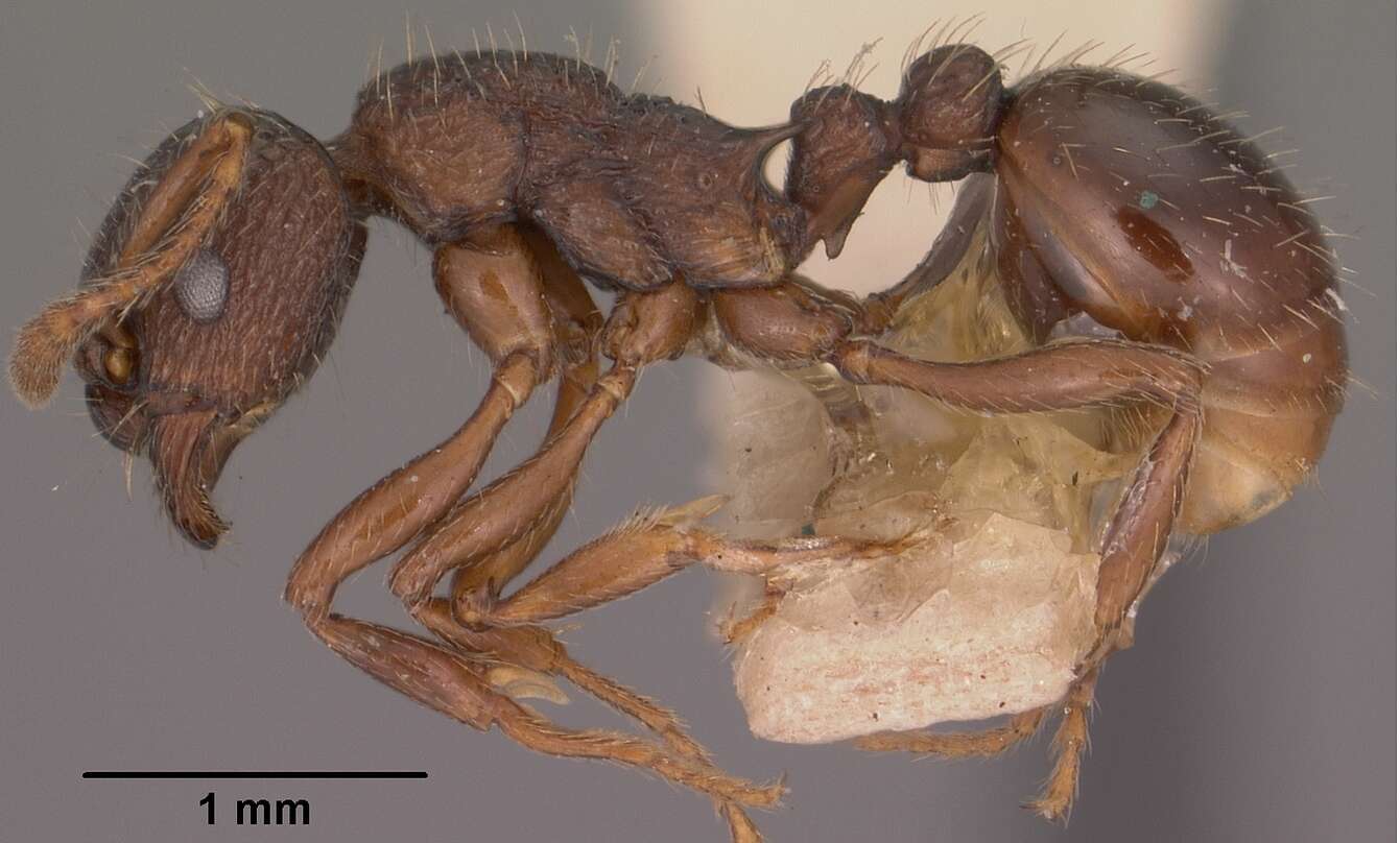 Plancia ëd Myrmica tahoensis Weber 1948