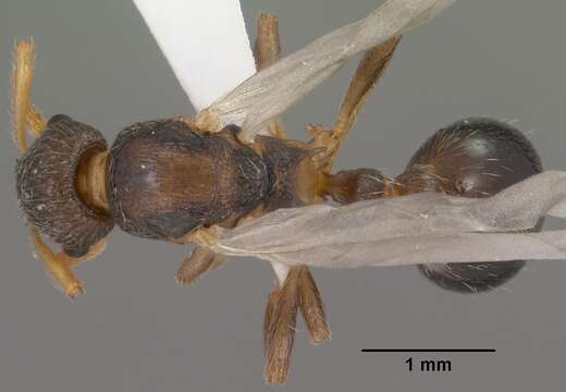 Imagem de Myrmica wheeleri Weber 1939