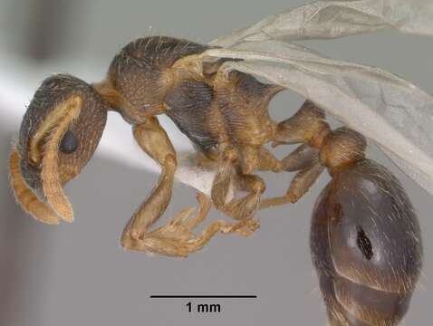 Imagem de Myrmica wheeleri Weber 1939